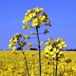 Ріпак