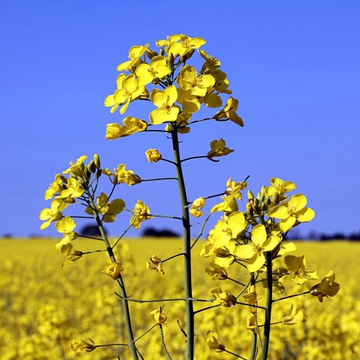 Ріпак